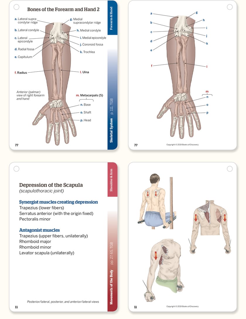 Trail Guide to the Body Flashcards, 6th Edition, Complete Set - Image 3