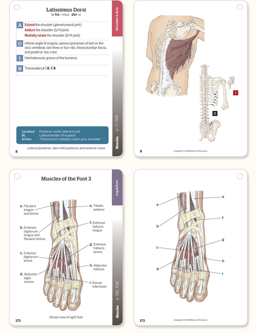 Trail Guide to the Body Flashcards, 6th Edition, Complete Set - Image 2