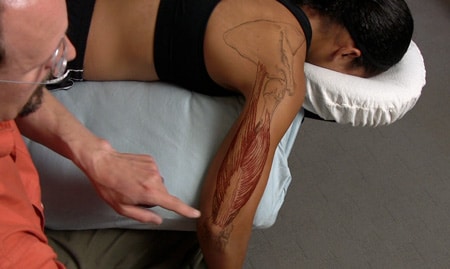 Trail Guide to the Body Palpation Guide to 91 Muscles (streaming video only) - Image 4