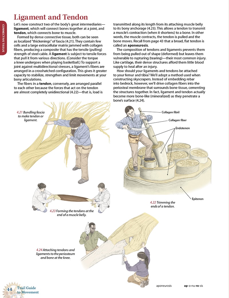 Trail Guide to Movement, 2nd Edition, eTextbook - Image 8