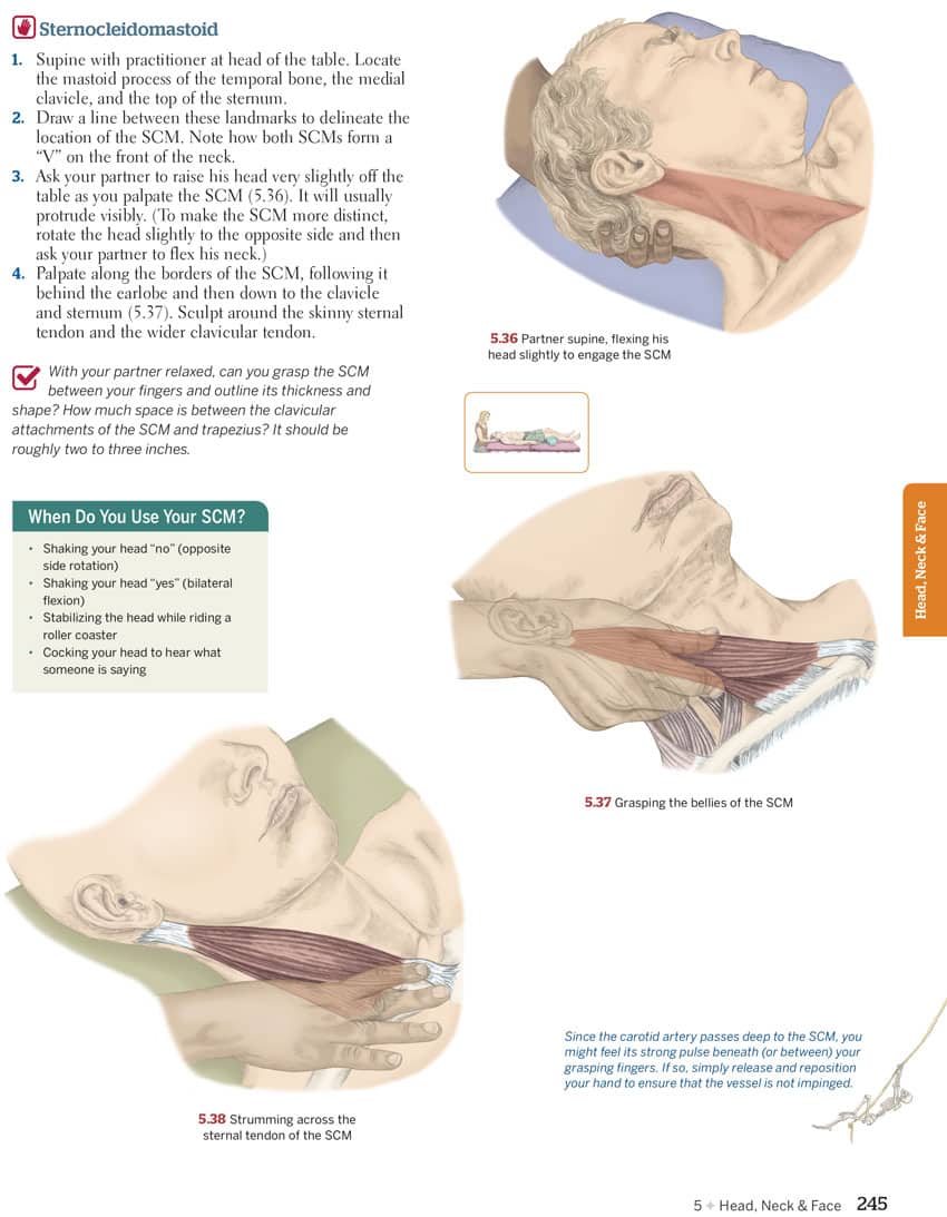 Trail Guide to the Body Textbook - Flashcard Set - Image 2