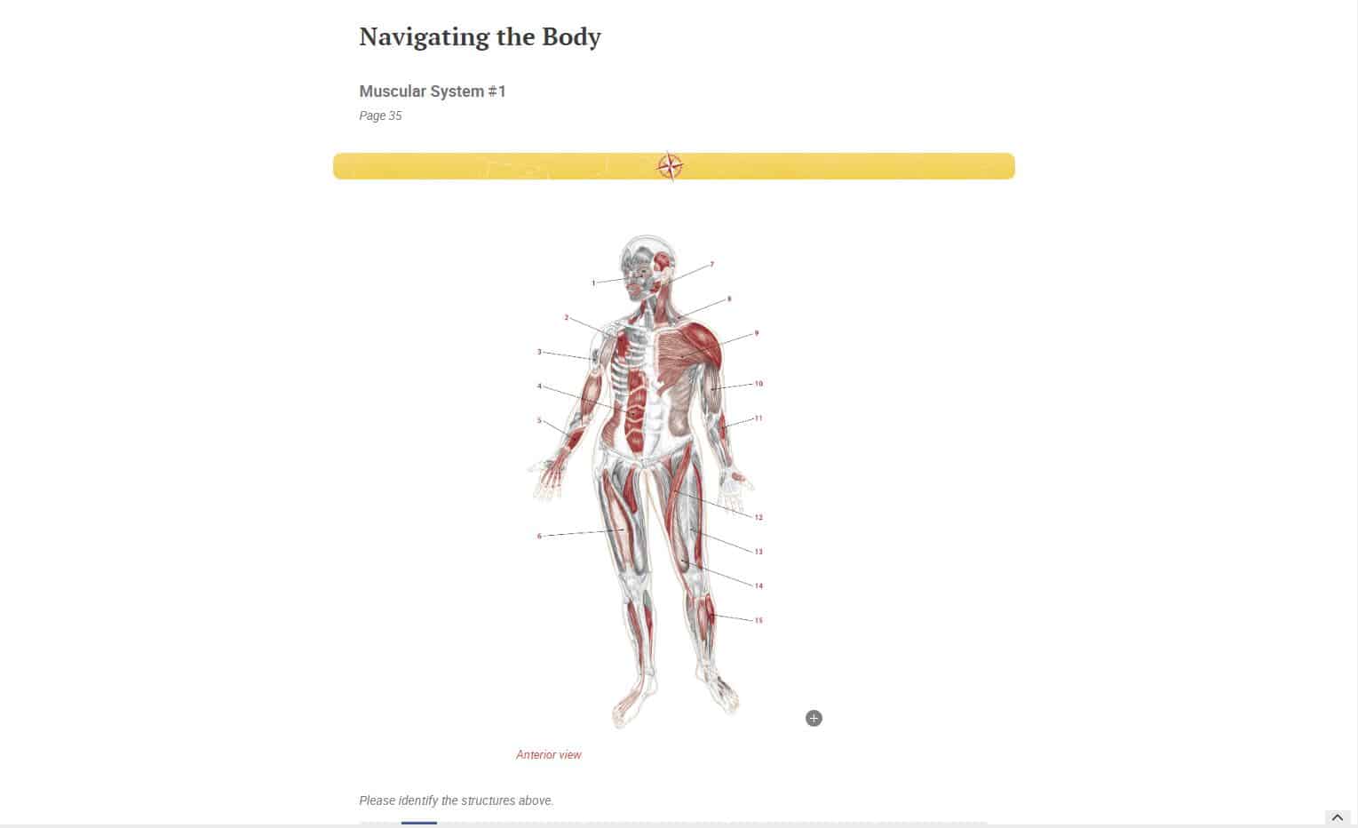Trail Guide to the Body, 6th Edition, Digital Student Workbook - Image 3