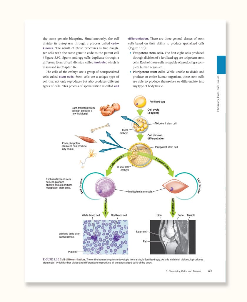 Applied Anatomy & Physiology for Manual Therapists, 2nd Edition, eTextbook - Image 5