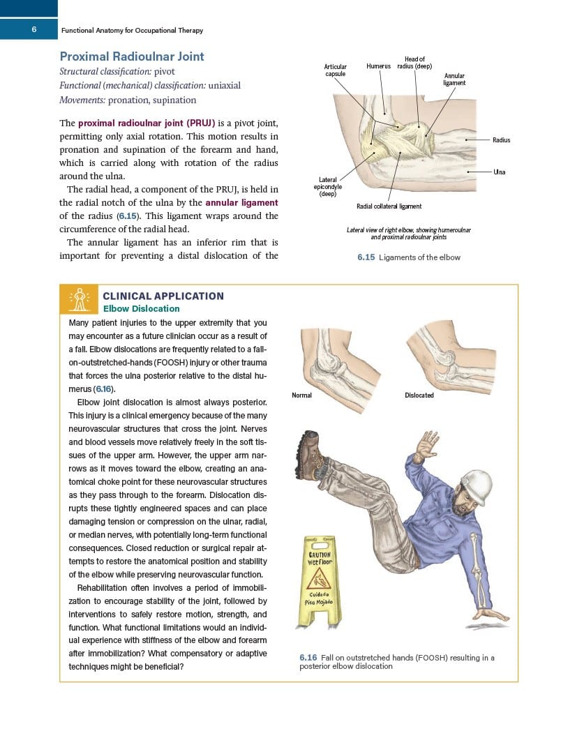 Functional Anatomy for Occupational Therapy - Image 4