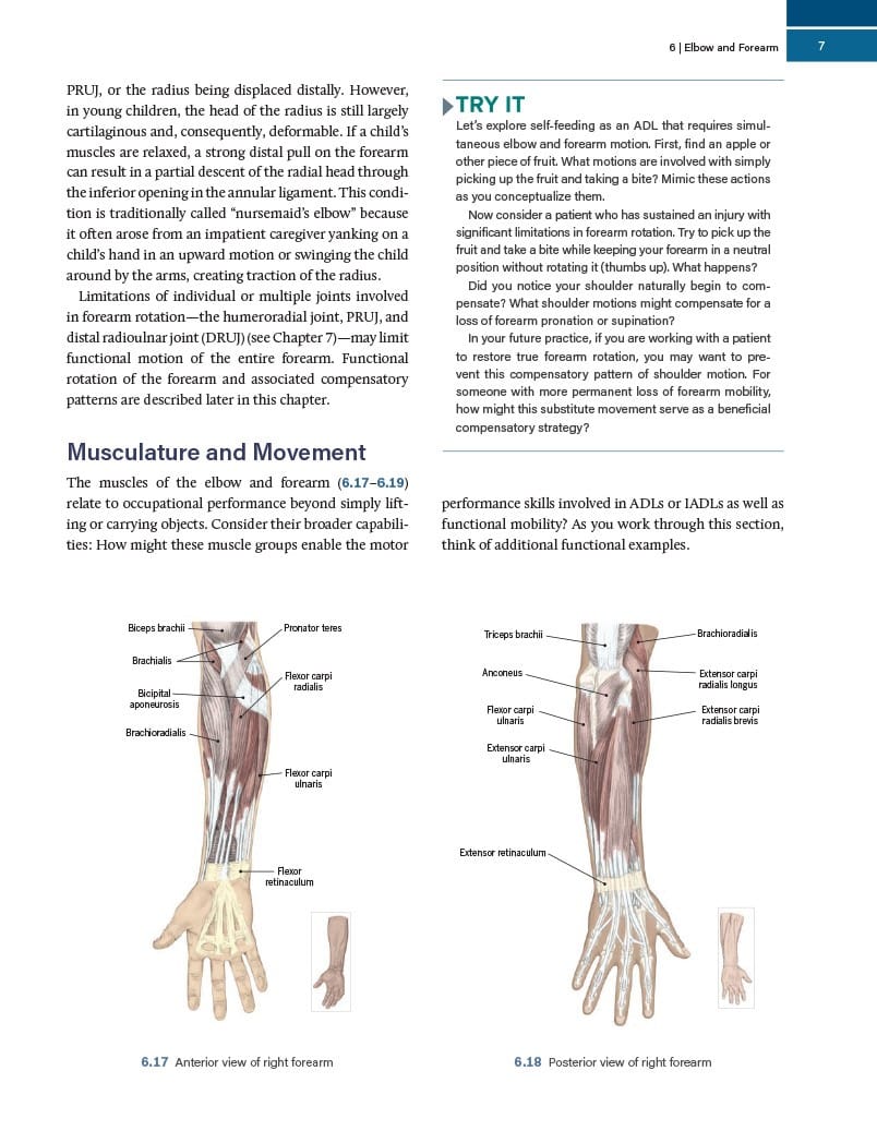 Functional Anatomy for Occupational Therapy - Image 5